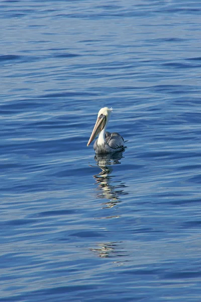 Pelícano flotando en el océano Pacífico abierto frente a la costa de California —  Fotos de Stock