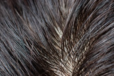 Greasy dirty human hair roots, macro photo. Brunette, dark unpainted hair, washing with shampoo, hair care clipart