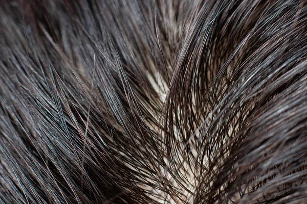 Grasoso sucio raíces de pelo humano, foto macro. Morena, cabello oscuro sin pintar, lavado con champú, cuidado del cabello — Foto de Stock