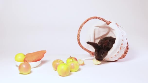 Милый Черный Кролик Плетеной Корзине Белом Фоне Яблоками Морковью Еда — стоковое видео