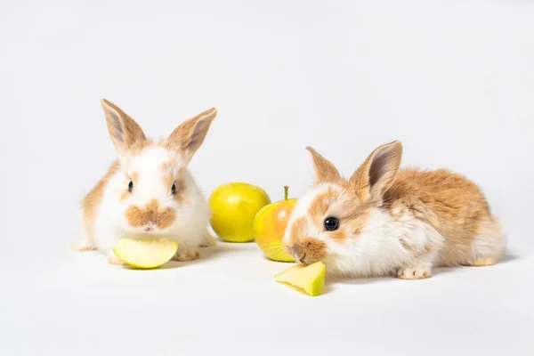 白を背景に2匹のウサギがリンゴを食べている ウサギの餌 — ストック写真