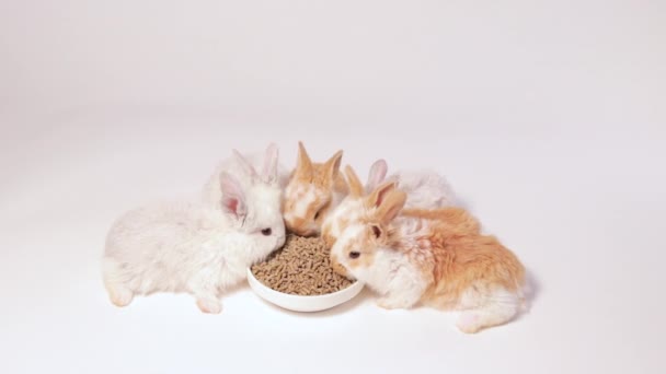 かわいい生姜バニーは白い背景に化合物飼料を食べる ウサギの餌だ バランスの取れたペットフード ペットとの素敵なビデオ 食べ物の多く — ストック動画