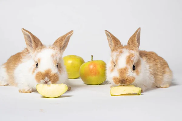 白い背景に小さな赤いふわふわのウサギ2匹が黄色いリンゴを食べています ペットウサギの食べ物 ペットショップや獣医クリニックのためのコピースペース付きの写真 — ストック写真