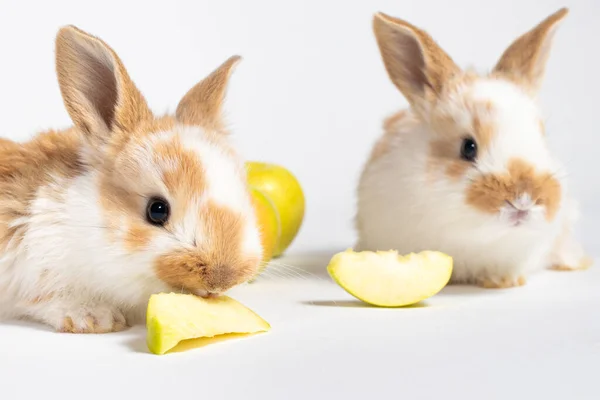 白い背景に小さな赤いふわふわのウサギ2匹が黄色いリンゴを食べています ペットウサギの食べ物 ペットショップや獣医クリニックのためのコピースペース付きの写真 — ストック写真