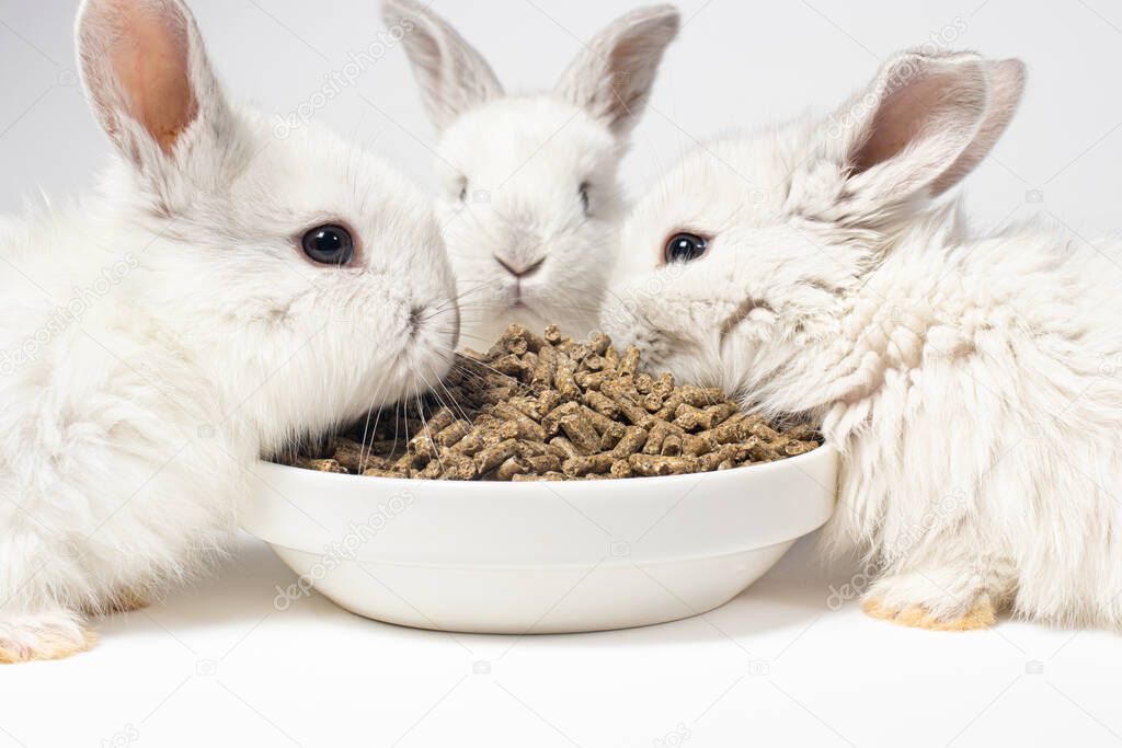 Three white little rabbits eat feed from a plate on a white background. Food for domestic and meat rabbits. Compound feed.