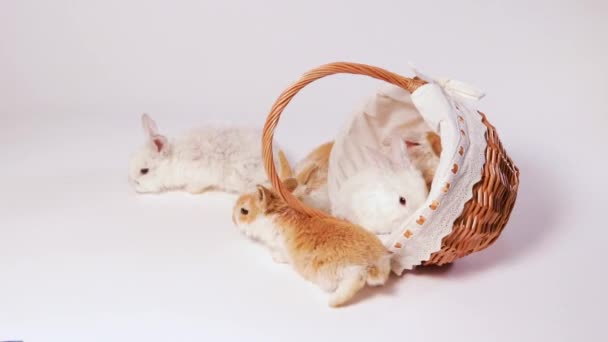 小家兔的姜色在篮子里玩耍 在白色的背景上爬出柳条篮 有趣的毛皮兔子视频 — 图库视频影像