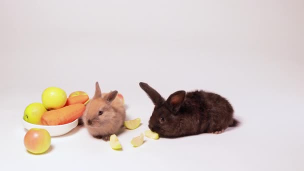 Two Little Rabbits Black Brown Eating Apples White Background Place — Stock Video