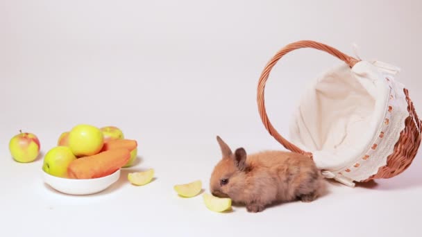 Chlupatý Malý Hnědý Králík Jablka Bílém Pozadí Košíkem Ovocem Přírodní — Stock video