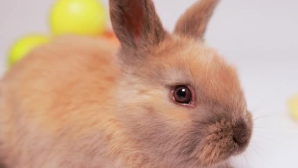 Macro Funny Video Fluffy Brown Rabbit Wiggling His Nose Intently — Stock Video