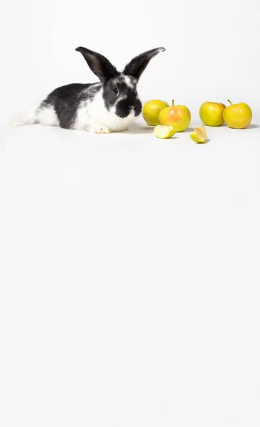 Beyaz Arka Planda Elmaların Yanında Oturan Sevimli Beyaz Siyah Tavşan — Stok fotoğraf