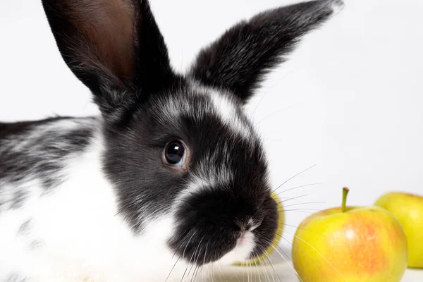 Güzel Siyah Beyaz Tavşan Tavşan Burnu Kulakları Beyaz Arka Planda — Stok fotoğraf