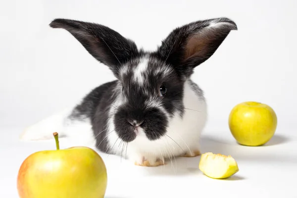 Beyaz Arka Planda Elmalı Sevimli Siyah Tavşan Tavşanlar Için Yiyecek — Stok fotoğraf