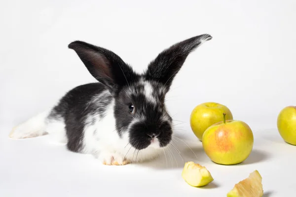 Beyaz Arka Planda Elmalı Siyah Tavşan Kabarık Kulaklar Güzel Bir — Stok fotoğraf