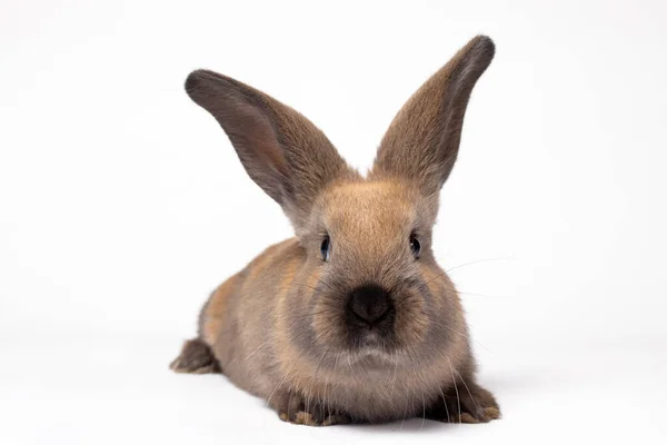 Yumuşak Kahverengi Bir Tavşanın Macro Fotoğrafı Tavşan Hastalıkları Koksidiyoz Beyazı — Stok fotoğraf