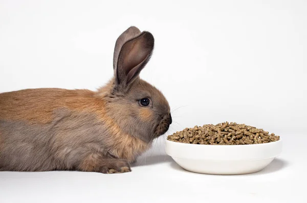 Conejo Marrón Sienta Cerca Plato Alimento Compuesto Una Dieta Equilibrada — Foto de Stock