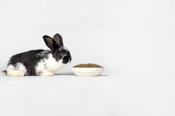 黒いウサギが化合物飼料のプレートの近くに座っている ウサギのためのバランスの取れた食事 テキストコピースペースの場所を持つ白い背景に — ストック写真