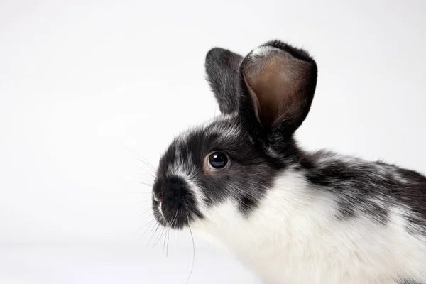 Tavşanın Kafasının Macro Fotoğrafı Tavşan Hastalıkları Koksidiyoz Veya Liken Bir — Stok fotoğraf
