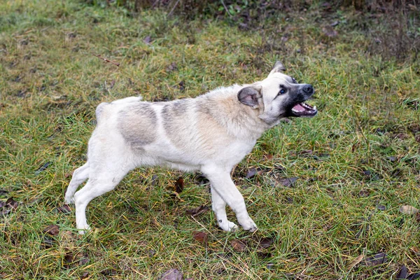 A mad angry dog barks and bites. Rabies in wild and domestic animals, vaccination of animals in veterinary medicine.