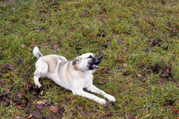 A domestic or stray dog on the green grass with place for text. Homeless animals, sterilization of dogs, rabies or lichen. For veterinary clinic, dog diseases.