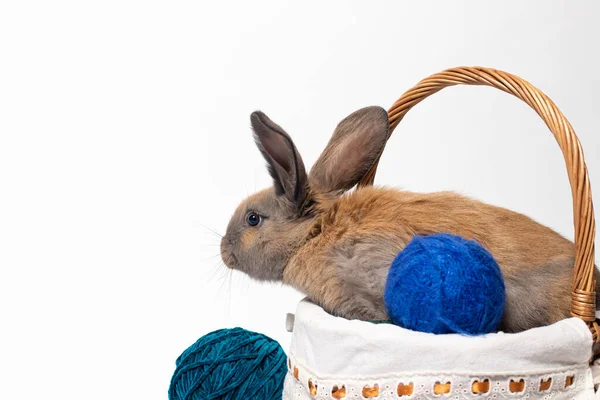 Ein Niedliches Flauschiges Braunes Kaninchen Sitzt Einem Korb Mit Strickgarngewirr — Stockfoto