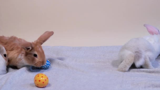 Tři milí velikonoční králíci se vydali na velký lov vajíček. Velikonoce roztomilý legrační video. — Stock video