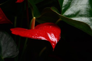 Kırmızı kalp şeklindeki anthurium çiçeği flamingo çiçeği olan Anthurium andreanum, evdeki erkek mutluluğunun ve refahının bir sembolüdür. Çiy damlaları olan bir bitkinin makro yakın çekimi