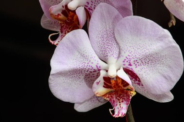 Yaprakların üzerinde narin leylak desenli pembe orkide. Yakın plan bir çiçeğin makro fotoğrafı. Siyah arkaplan üzerindeki bir tebrik kartı veya takvim için metin için kopyalama alanı.