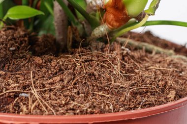 Saksıdaki ev çiçeği. Anthurium ekmek için toprak. Makro yakın plan fotoğraf.