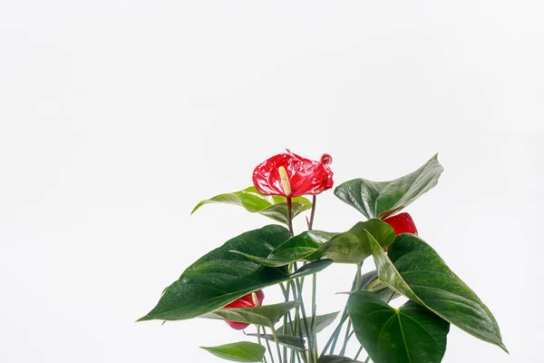 Red Anthurium flower on a white background isolate. Copy space for text banner, houseplants for flower shop.