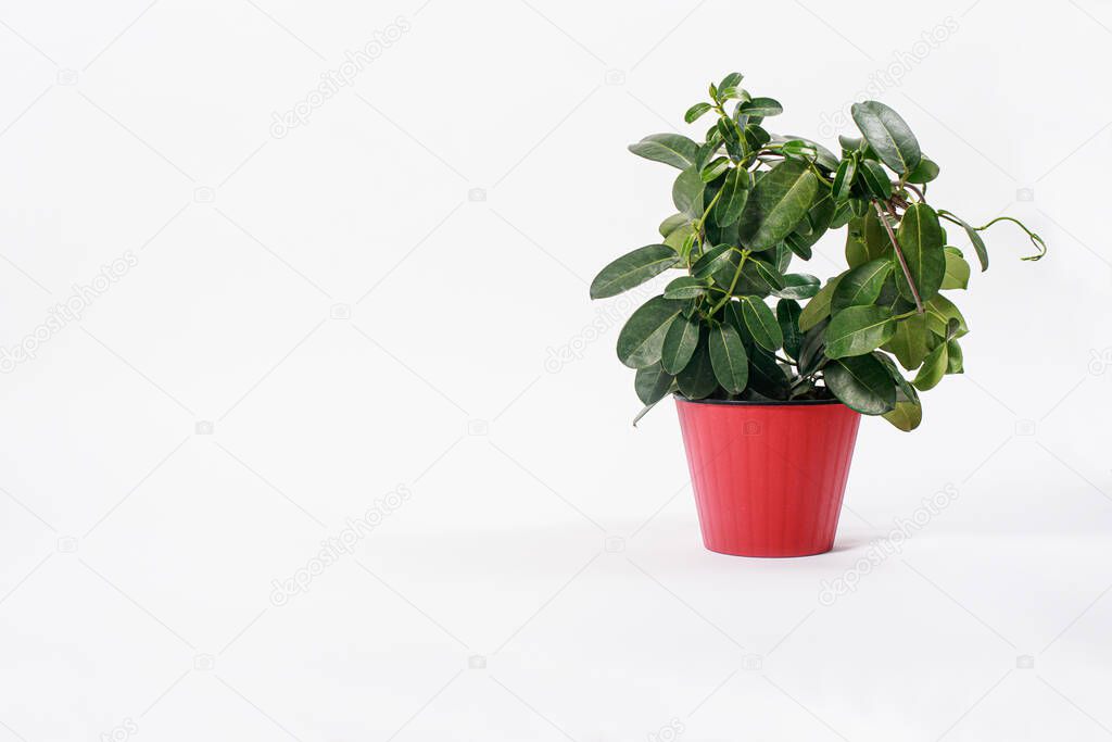 Houseplant jasmine does not bloom in a red flower pot on a white background isolate with place for text