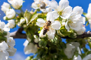 Makro yakın plan arı polen toplar, çiçek açan kayısı ağacı, polen toplar. Meyve ağaçlarının bahar çiçekleri.