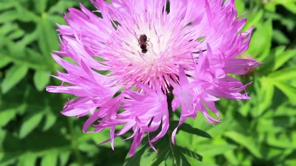 Wilde bijen bestuiven en landen op de roze korenbloemen. Uitsterven van bijen, verzamelen van nectar en bestuiving van planten van dichtbij. — Stockvideo