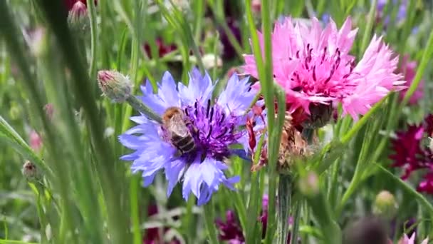 Una abeja colecciona néctar, polen de una flor de aciano. Desaparición de abejas, plantas de polinización y la miel de extracción — Vídeos de Stock