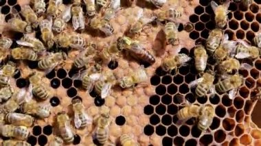 Bee brood on honeycombs. The queen bee crawls among the bees on the sealed young. Hatching young bees, pupae, larvae, bee eggs.