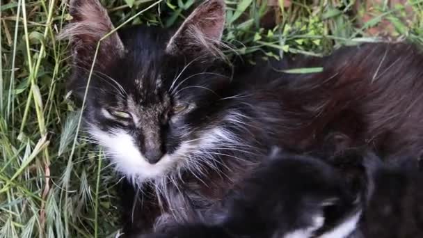 Una madre gata feliz alimenta a los gatitos del pecho con leche y disfruta de la maternidad tumbada en la naturaleza en hierba y paja. — Vídeos de Stock