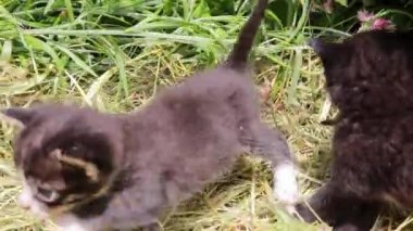 Küçük siyah kediler ateş etmek için olay yerinden kaçıyorlar. Bir sürü meraklı çevik kedi yavrusu.