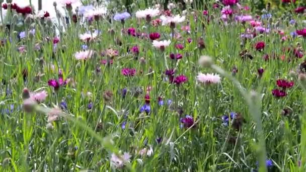 Fleurs de bleuet colorées et vent. Champ de fleurs d'été, pollinisation des plantes par les abeilles, beau paysage. — Video