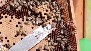Arı yetiştiricisi erkek arı solucanını bıçakla keser. Kovandaki dron sayısının kontrolü. Arıcılık, arı yetiştiriciliğinin sırları ve bal çıkarma