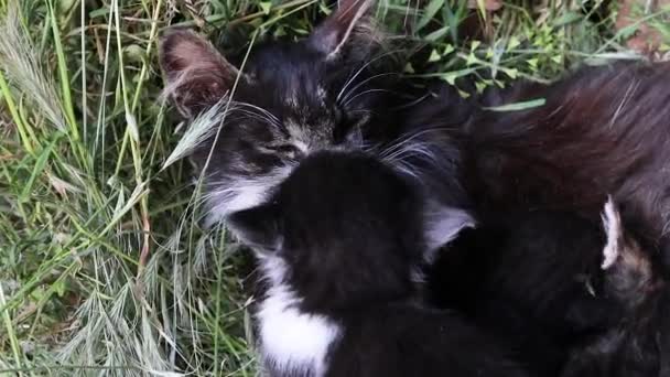 Un pequeño gatito recién nacido busca un pezón de la madre de los gatos para chupar la leche de las madres. — Vídeos de Stock