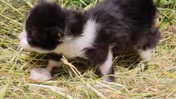 Adorable little kitten walks on straw in nature. Cute street kitten looking for a mother cat. — Stockvideo