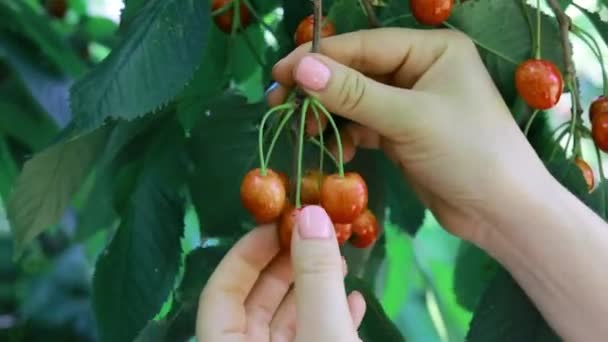 Una mujer arranca cerezas dulces maduras de una rama de árbol en el verano. Jardinería, cultivo de árboles frutales, los beneficios de las bayas — Vídeos de Stock