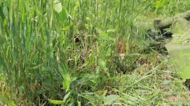 Elektrikli çim biçme makinesi olan bir adam çimleri biçiyor. Çim biçme bıçağı yakın planda dönüyor..