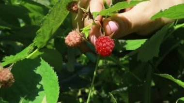 Bir kadın çalılıktan ahududu koparıyor. Yazın ahududu hasadı, insan ağzı için böğürtlen kullanımı..