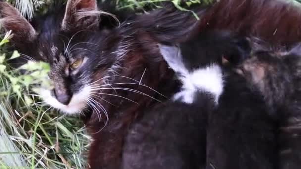 Una madre gata feliz alimenta a los gatitos del pecho con leche y disfruta de la maternidad tumbada en la naturaleza en hierba y paja. — Vídeos de Stock