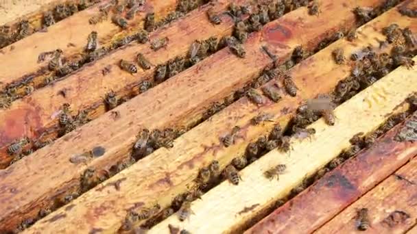 Pszczoły pełzają po ramie z zapieczętowanym miodem w ulu. Pszczelarstwo, wydobycie miodu na pasiece. — Wideo stockowe