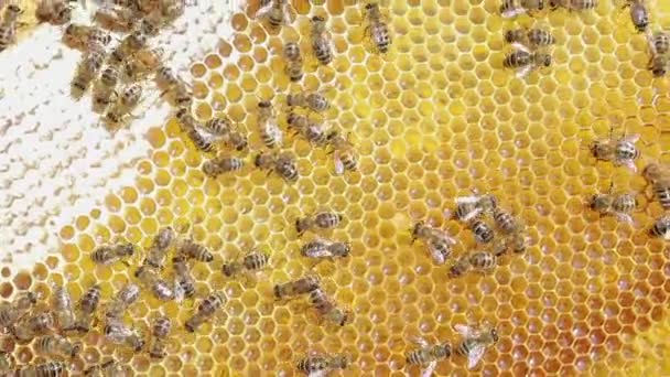 Miodowe pszczoły na zapieczętowanym miodzie. Pszczelarstwo, wydobycie miodu na pasiece. — Wideo stockowe
