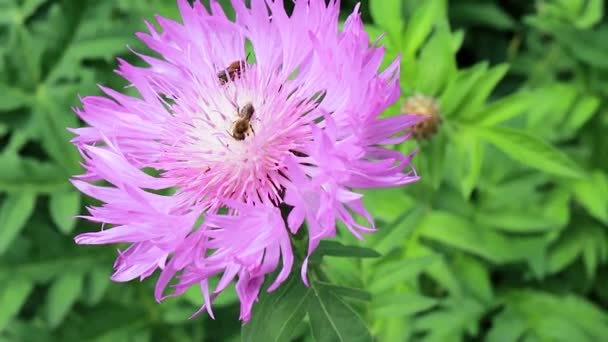 Wilde bijen bestuiven en landen op de roze korenbloemen. Uitsterven van bijen, verzamelen van nectar en bestuiving van planten van dichtbij. — Stockvideo