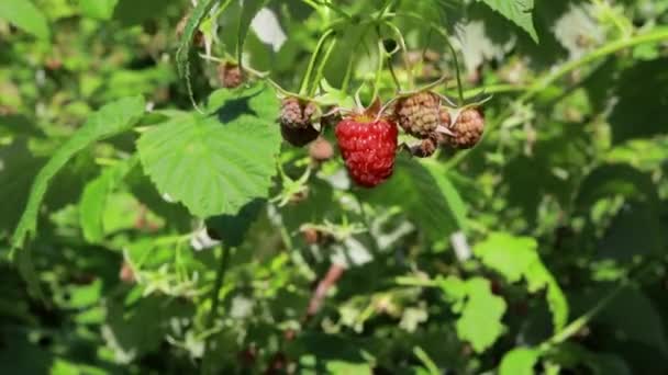 Een vrouw rukt frambozen uit een struik. Framboos oogst in de zomer, het gebruik van bessen voor menselijke oragence. — Stockvideo