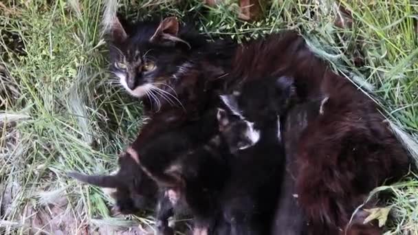 A kis fekete fehér cicák tejet szívnak a macskáktól, anyák mellbimbójától. Szoptató emlősök, szalmán tartott állatok. — Stock videók