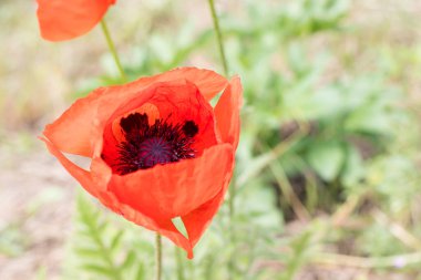 Yazı için yeri olan güzel kırmızı gelincik çiçeği. Ekran koruyucu için duvar kağıdı.